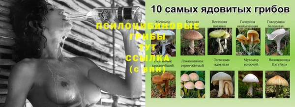прущие грибы Карпинск